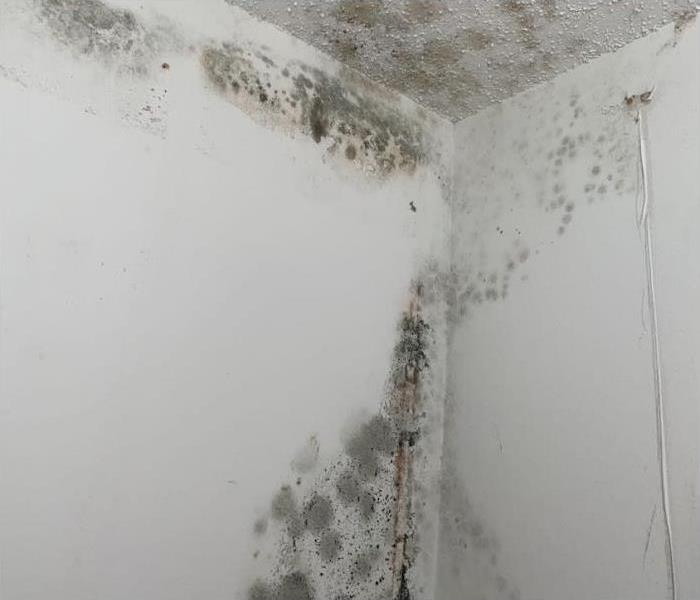 Mold damage on the corner area of a white wall