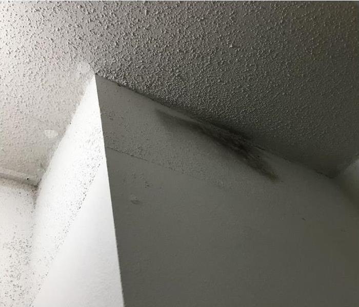 Mold on wall and ceiling